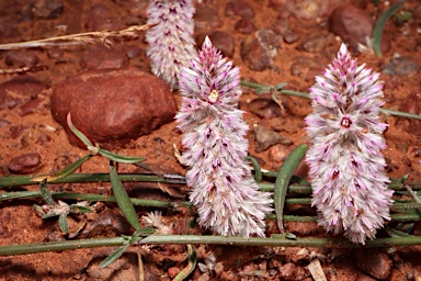 APII jpeg image of Ptilotus leucocoma  © contact APII