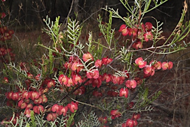 APII jpeg image of Dodonaea sinuolata subsp. acrodentata  © contact APII