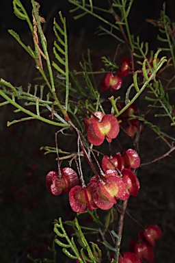 APII jpeg image of Dodonaea sinuolata subsp. acrodentata  © contact APII