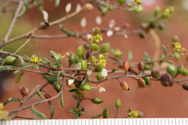 APII jpeg image of Cuphonotus andraeanus  © contact APII