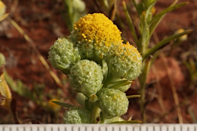 APII jpeg image of Calocephalus knappii  © contact APII