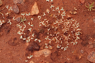 APII jpeg image of Riccia  © contact APII