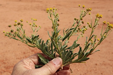 APII jpeg image of Calotis latiuscula  © contact APII