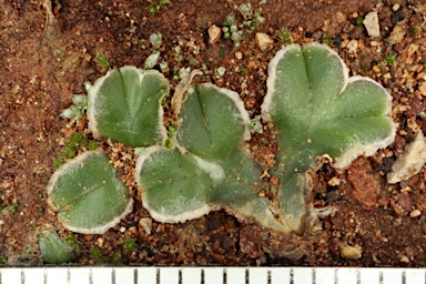 APII jpeg image of Riccia cartilaginosa  © contact APII