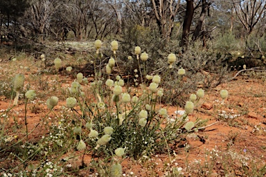 APII jpeg image of Ptilotus xerophilus  © contact APII
