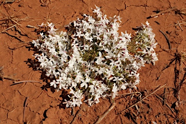 APII jpeg image of Macgregoria racemigera  © contact APII