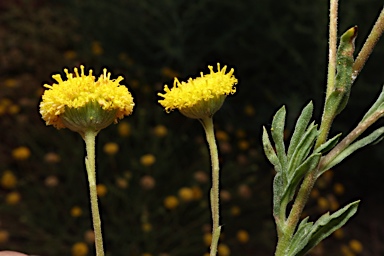 APII jpeg image of Leiocarpa brevicompta  © contact APII