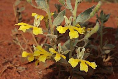 APII jpeg image of Goodenia heterochila  © contact APII