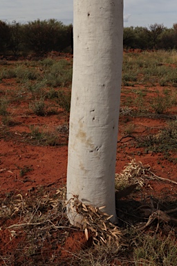 APII jpeg image of Corymbia aparrerinja  © contact APII