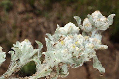 APII jpeg image of Gnaphalium diamantinense  © contact APII