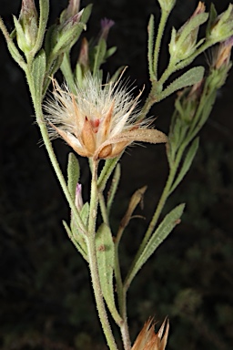 APII jpeg image of Streptoglossa adscendens  © contact APII