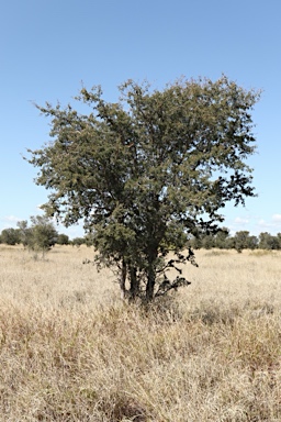 APII jpeg image of Archidendropsis basaltica  © contact APII