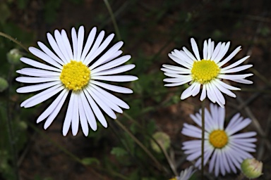 APII jpeg image of Brachyscome pedleyi  © contact APII