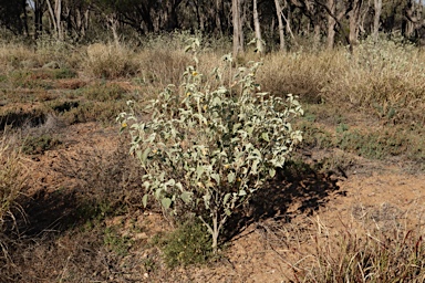 APII jpeg image of Abutilon calliphyllum  © contact APII