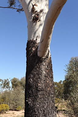 APII jpeg image of Eucalyptus cambageana  © contact APII