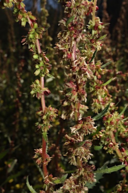 APII jpeg image of Haloragis odontocarpa f. rugosa  © contact APII