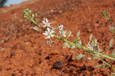 APII jpeg image of Lepidium phlebopetalum  © contact APII