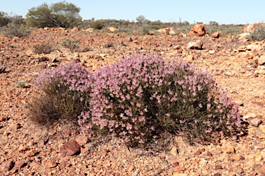 APII jpeg image of Ptilotus remotiflorus  © contact APII