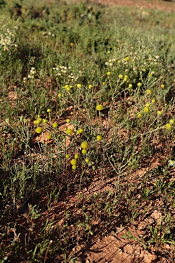 APII jpeg image of Gnephosis arachnoidea  © contact APII