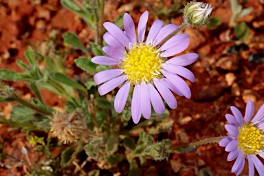 APII jpeg image of Calotis inermis  © contact APII