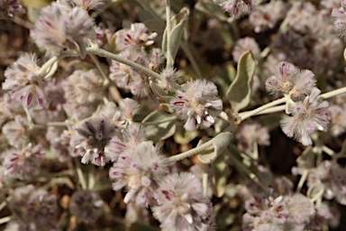 APII jpeg image of Ptilotus obovatus  © contact APII