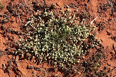 APII jpeg image of Gnephosis eriocarpa  © contact APII