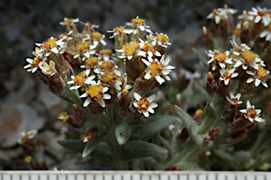 APII jpeg image of Rhodanthe microglossa  © contact APII