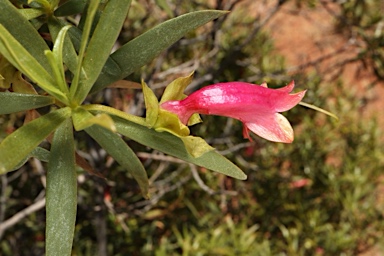 APII jpeg image of Eremophila duttonii  © contact APII