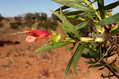APII jpeg image of Eremophila duttonii  © contact APII