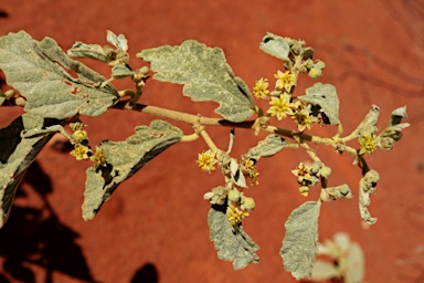 APII jpeg image of Androcalva loxophylla  © contact APII