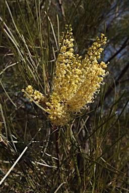 APII jpeg image of Grevillea stenobotrya  © contact APII