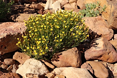 APII jpeg image of Schoenia ramosissima  © contact APII