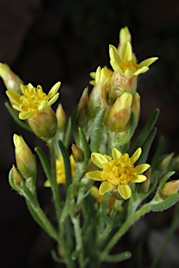 APII jpeg image of Schoenia ramosissima  © contact APII