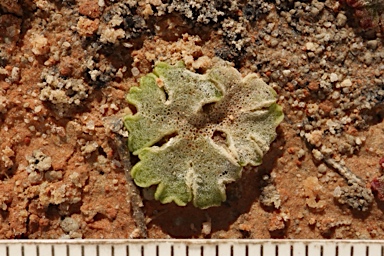 APII jpeg image of Riccia cavernosa  © contact APII