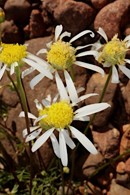 APII jpeg image of Brachyscome eriogona  © contact APII