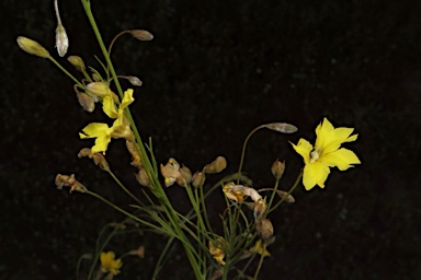 APII jpeg image of Goodenia fascicularis  © contact APII