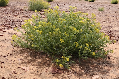 APII jpeg image of Senecio depressicola  © contact APII