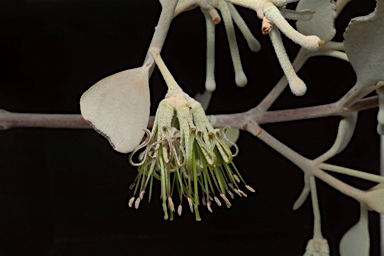 APII jpeg image of Amyema maidenii  © contact APII