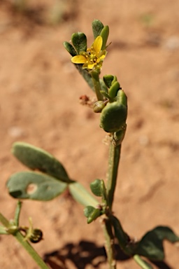 APII jpeg image of Roepera iodocarpa  © contact APII