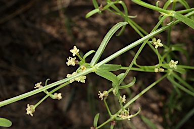 APII jpeg image of Asperula gemella  © contact APII