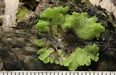 APII jpeg image of Riccia crystallina  © contact APII