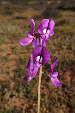 APII jpeg image of Swainsona phacoides  © contact APII