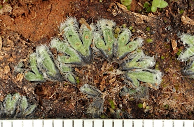 APII jpeg image of Riccia areolata  © contact APII