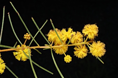 APII jpeg image of Acacia burbidgeae  © contact APII