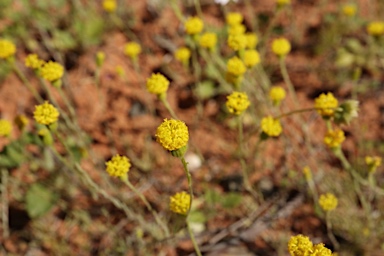APII jpeg image of Millotia greevesii subsp. greevesii  © contact APII