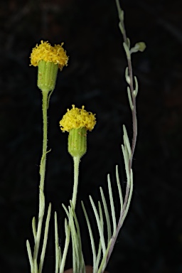 APII jpeg image of Millotia greevesii subsp. greevesii  © contact APII