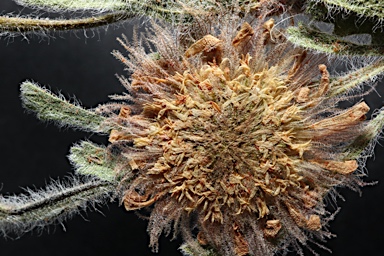 APII jpeg image of Calotis inermis  © contact APII