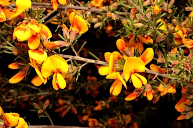 APII jpeg image of Pultenaea microphylla  © contact APII
