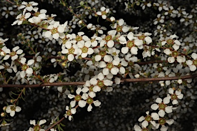 APII jpeg image of Gaudium divaricatum  © contact APII