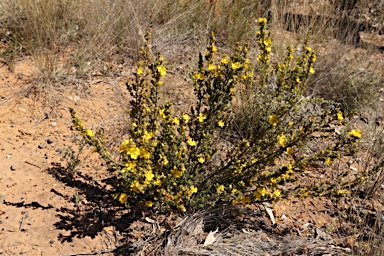 APII jpeg image of Hibbertia riparia  © contact APII